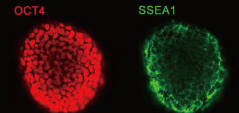 上普參與研究與成果