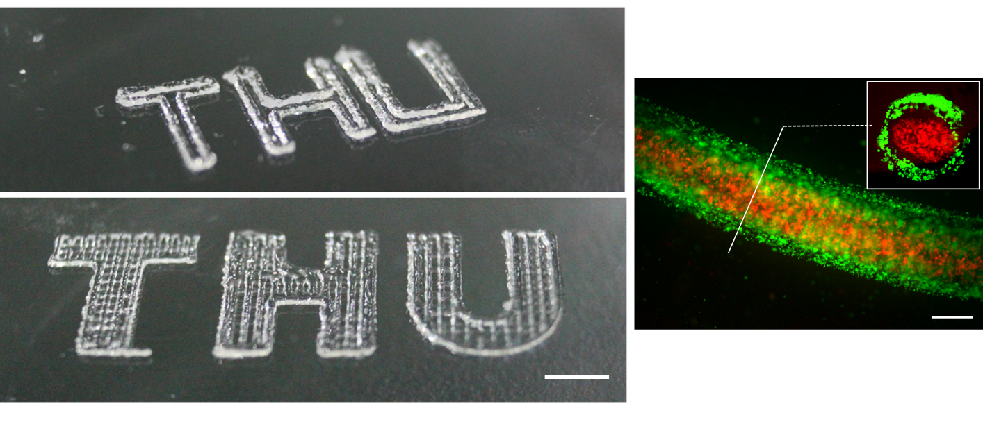細胞打印應用領域