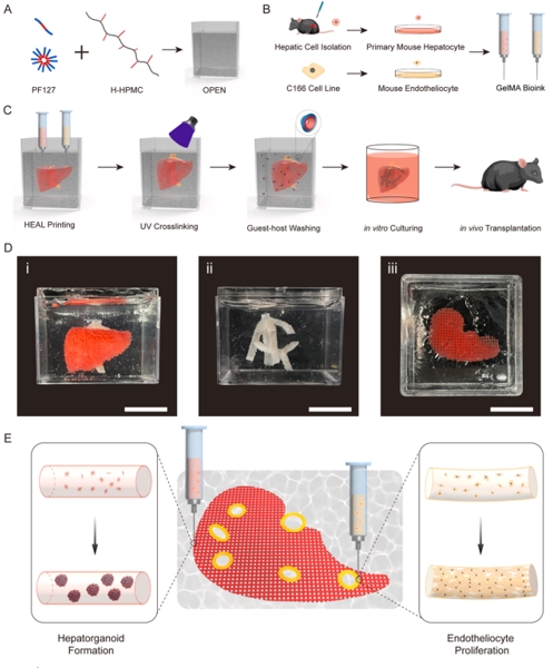 Biomaterials|在具有功能化球體、肝靜脈結構和增強的移植后血管形成的新型支持培養基中進行肝臟生物打印