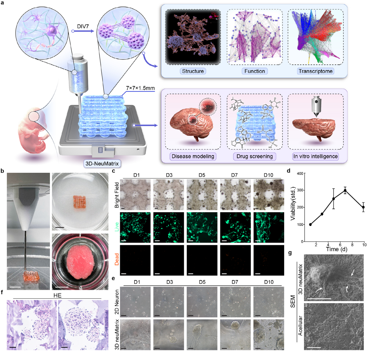Advanced Science|北京協和毛一雷教授團隊和馬文彬教授團隊發表: 3D 生物打印矩陣中神經網絡的多尺度組織