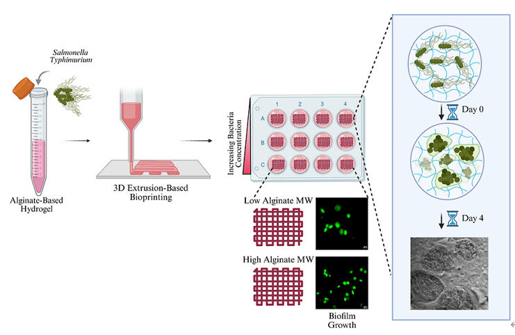 FAMU-FSU工程學院化學與生物醫學工程系教授團隊，采用擠出式生物打印技術，發表人工細菌生物膜的流變學表征與三維構建